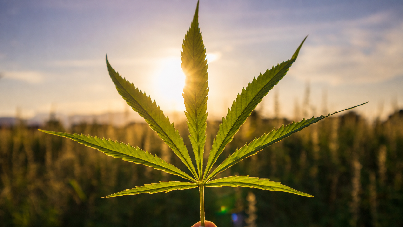 Cannabispflanze im Gegenlicht mit Sonnenstrahlen